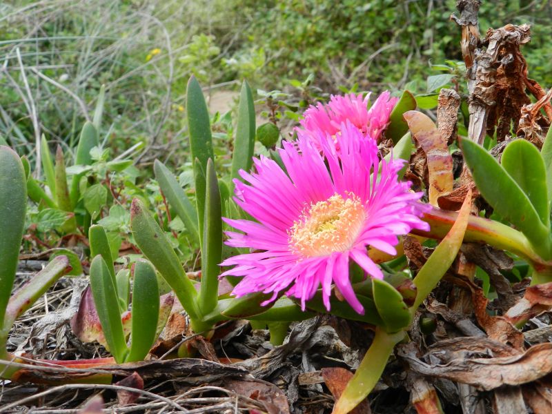 Carpobrotus acinaciformis / Fico degli Ottentotti comune
